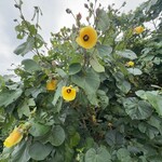 笑味の店 - 黄色い花はどこにでも咲いていました