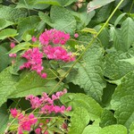 笑味の店 - 南国の花