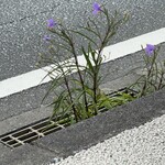 笑味の店 - 道端にも南国色の花