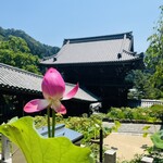 すき焼きと牛まぶし ももしき - 蓮も咲いてたぁ❁⃘*.ﾟ