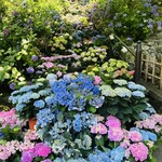 すき焼きと牛まぶし ももしき - 長谷寺の紫陽花