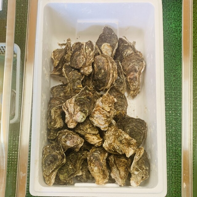 さがなぁや - 小岩川（その他）の写真