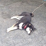 竹やぶ - 飼い犬のあんず