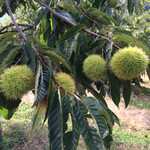 中津川観光農園いが栗の里 - 外観写真: