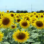 朝ラーメン 浜堂六九 - 