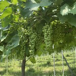 武蔵ワイナリー - 