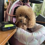 そば処 湧水 - シェリ