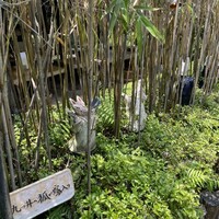 九つ井 本店 - 