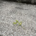 GOZZA - 階段で  待ち受けていた  