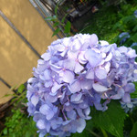 そば切 雨耕庵 - 2014.8　雨上がりの紫陽花