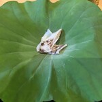 にくの匠 三芳 - 