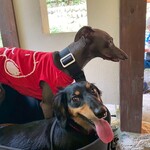 森の中のお肉レストラン アースガーデン - 