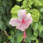 笑味の店 - ハイビスカス