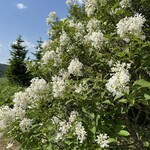 エゾアムプリン製造所 - 