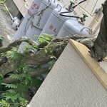 割烹 一の矢 - 脇を流れる水路から立ち上がっているかのようなフジの存在感がハンパ無い