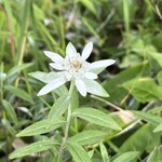 高峰温泉 - ウスユキソウ