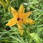 高峰温泉 - ニッコウキスゲ