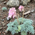 高峰温泉 - 高山植物の女王 コマクサ