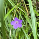 高峰温泉 - ハクサンフウロ