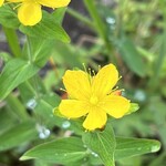 高峰温泉 - オトギリソウ