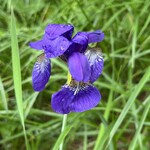 高峰温泉 - アヤメ