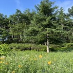 高峰温泉 - キスゲの群落