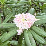 高峰温泉 - ハクサンシャクナゲ