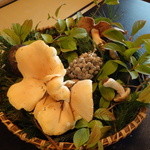 柚木元 - 各種食用茸