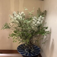 水たき玄海 本店 - 