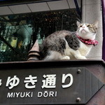 支那麺 はしご - みゆき通りの看板の上に”ねこ”