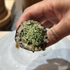 鮨 十十十 - 