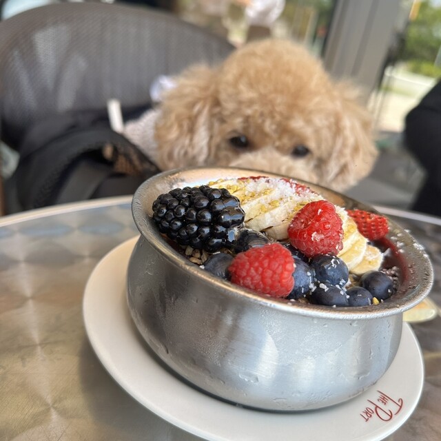 ペットと散歩 犬散歩 - Search / X