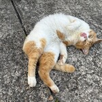 ピース・ライダース・マリン・ベース カフェ - 