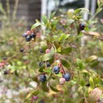 カフェ イン ザ ウッズ - 