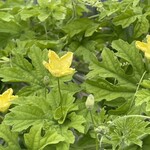 インデアンレストラン  ニューミラ - 