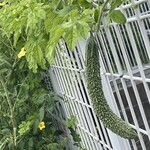 インデアンレストラン  ニューミラ - 細身のゴーヤ^_^