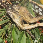 菊鹿温泉 花富亭 - 