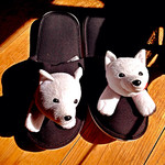 ことばのはおと - ここだけわんこ