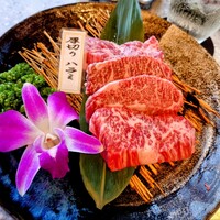 PONGA PREMIUM - 