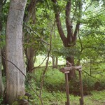 ザ バード ウォッチング カフェ - お店の窓からエゾリスさん