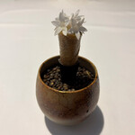 ラ・ヴァガボンド - 