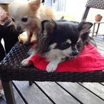 カフェバール・ジハン - 