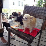 カフェバール・ジハン - 