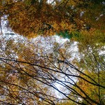 和食処清恵 - 養老渓谷の紅葉ですｗ　紅葉のトンネルの空を見ていますｗ