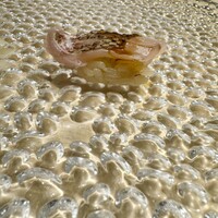 北新地 すし通 - 