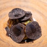 レストラン オオツ - 2025.7 翡翠茄子 オーストラリア産ウィンタートリュフ