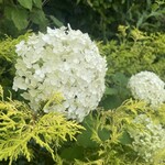 カフェ＆ガーデン しらさぎ邸 - 