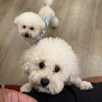 サッカバッカ - プアちゃんとヘイヘイちゃん