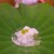 澤田 - 料理写真:水飯（すいはん）。源氏物語にも登場する暑い夏の一品。軽く梅で酸味。