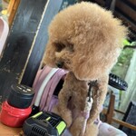 そば処 湧水 - そばに飛びつこうとしてるｗ